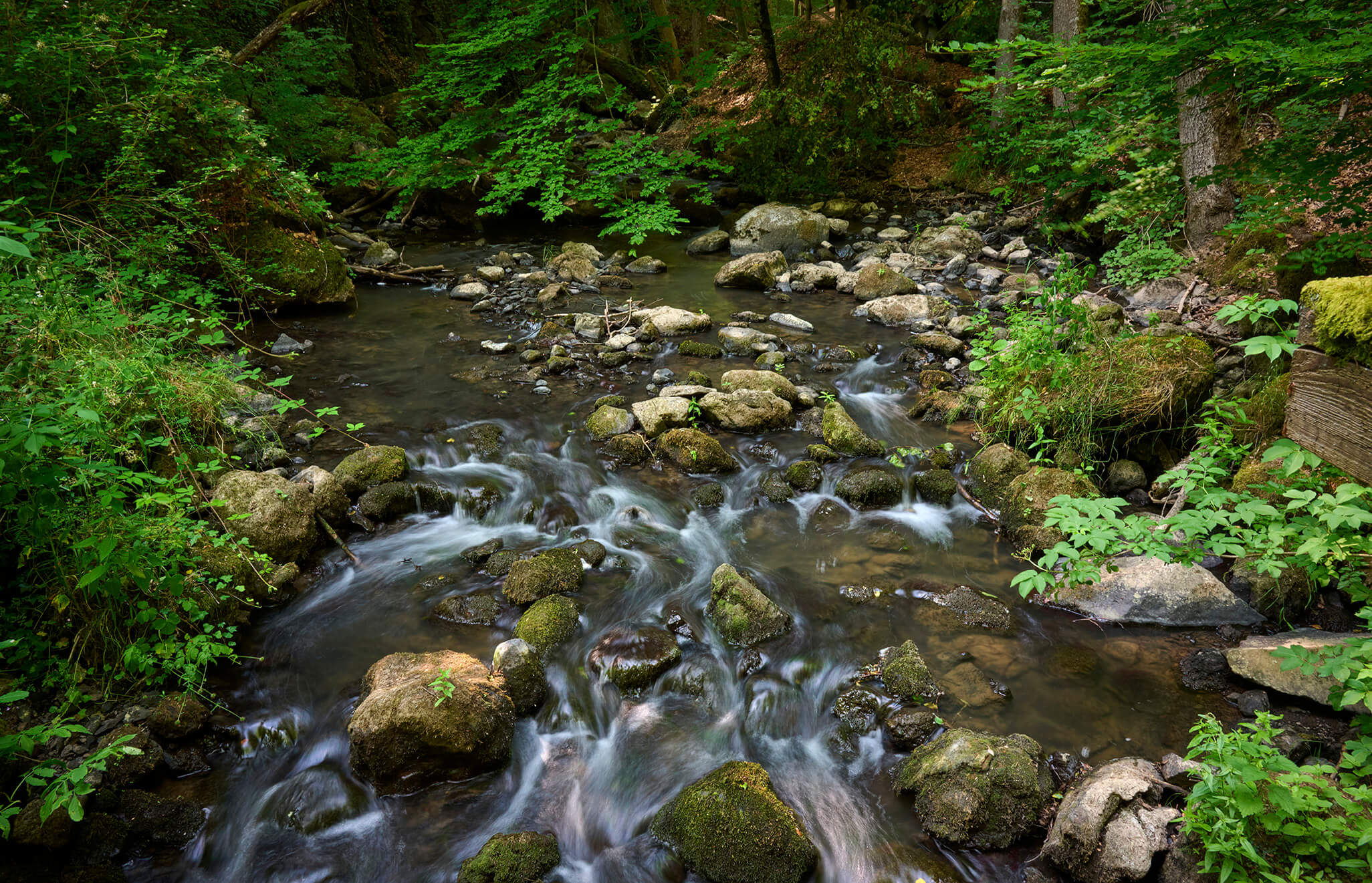 Natürlicher Bachlauf mit Felsen und dichtem Wald bei Strohn in der Vulkaneifel